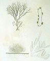 Cutleria multifida1